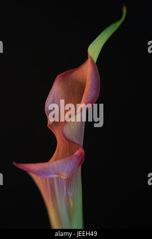 Multicolored Calla Lily on Black background Stock Photo