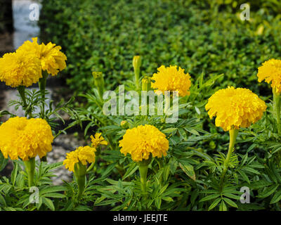 Group of yellow marigold flowers in garden