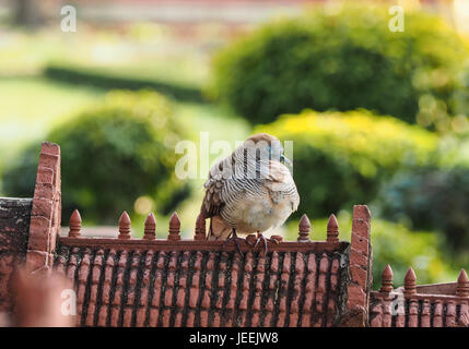 Zebra dove, Barred ground dove, Bird sitting and sleeping on roof of model stone ancient castle with green background Stock Photo