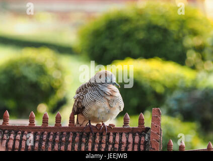 Zebra dove, Barred ground dove, Geopelia Striata Stock Photo