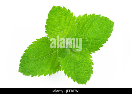 Perfect and excellent leaves of fresh and green mint in a studio close-up shot Stock Photo