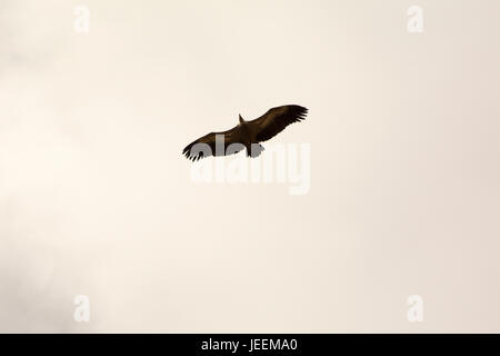 Griffon Vultures circeling for food in the air above the Aradena Gorge at Crete's south coast. Stock Photo