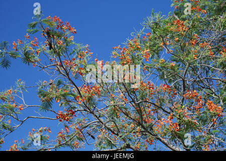 Delonix regia in a residential compound, Saar, Kingdom of Bahrain Stock Photo