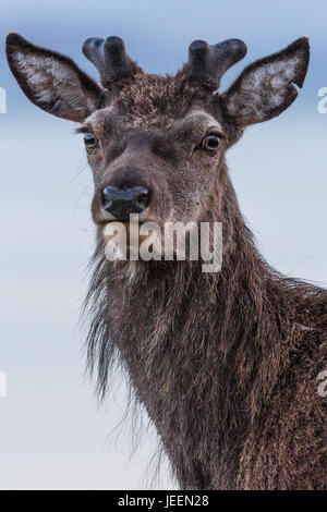 Red Deer Stag, Applecross, Scotland Stock Photo