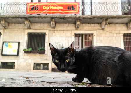 Cat sitting in the streets of Kotor, Montenegro, in front of Cats Museum Stock Photo