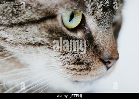 Close up animal portrait of an adult tabby cat looking intensely as if stalking prey Stock Photo