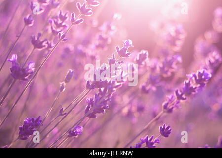 purple lavender flowers field in sunset Stock Photo