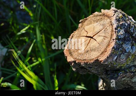Small Oak Log in the Grass Stock Photo