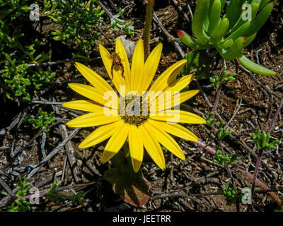 Arctotheca calendula flower in the Southern Cape, South Africa Stock Photo