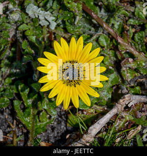 Arctotheca calendula flower in the Southern Cape, South Africa Stock Photo