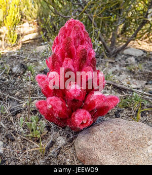 A Hyobanche sanguinea flower on the Southern African coast Stock Photo