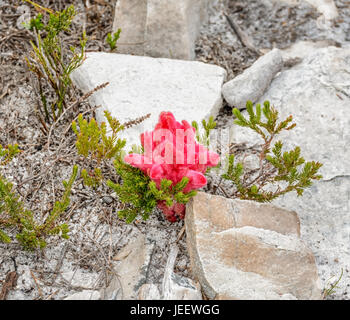 A Hyobanche sanguinea flower on the Southern African coast Stock Photo