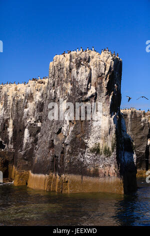 Farne Islands Bird Colony.  Guillemots nesting on the cliffs of the Farne Islands off the coast of Northumberland in North East England. Stock Photo