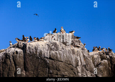 Farne Islands Bird Colony.  Puffins nesting on the cliffs of the Farne Islands off the coast of Northumberland in North East England. Stock Photo