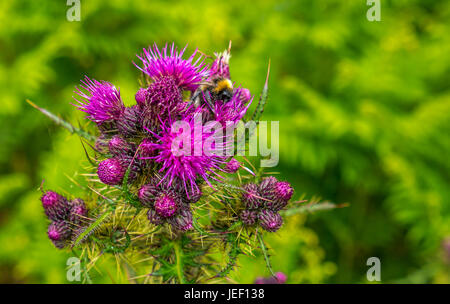 Close up of bumblebee covered in pollen on purple Scottish or milk thistle,  Silybum marianum, with blurred background, Scotland, UK Stock Photo