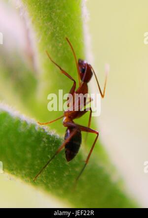 macro - close up view of an insect - red - reddish weaver ant on a green leaf - stem in a home garden in sri lanka Stock Photo