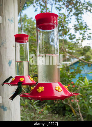 Humming bird perched on the bird feeder Stock Photo