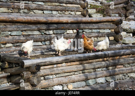 Freely running chickens on a farm in Austria., Frei laufende Hühner auf einem Bauernhof in Österreich. Stock Photo