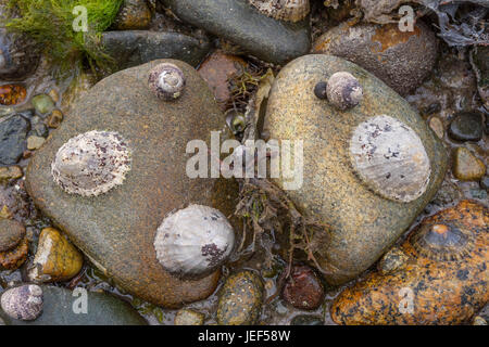 Common Limpet, Common European limpet, (Patella vulgata) on rock, (Patellidae), Brittany, France Stock Photo