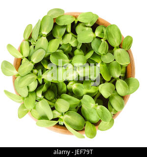 Sunflower shoots in wooden bowl. Fresh sprouts of the oilseed Helianthus Annuus, the common sunflower. Green edible plants. Isolated macro food photo. Stock Photo