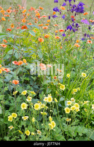 Aquilegia and Geum's in a cottage garden, England, UK Stock Photo