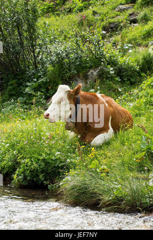 Cows in the Salzburg country, Austria, in July., Kühe im Salzburger Land, Österreich, im Juli. Stock Photo