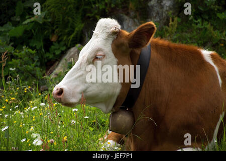 Cows in the Salzburg country, Austria, in July., Kühe im Salzburger Land, Österreich, im Juli. Stock Photo