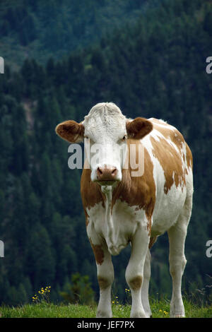Cow in Carinthia in Nockalmstrasse, Austria, in July., Kuh in Kärnten an der Nockalmstrasse, Österreich, im Juli. Stock Photo