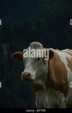 Cow in Carinthia in Nockalmstrasse, Austria, in July., Kuh in Kärnten an der Nockalmstrasse, Österreich, im Juli. Stock Photo