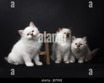 Three Sacred Birman kittens playing with a wooden stool isolated on black background Stock Photo