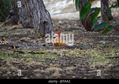 Orange and white three quarter leghorn hen in a sand bath Stock Photo