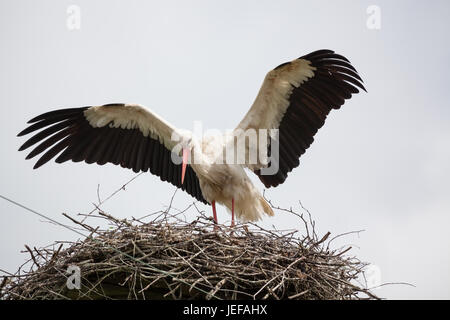 The adult white stork in a nest has raised wings Stock Photo