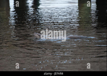 Wild Otter (Lutra lutra) hunting in river Helgeån, Sweden Stock Photo