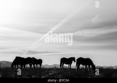Some horses silhouettes on top of a mountain, beneath a spacious sky with soft clouds Stock Photo