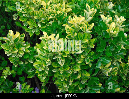 Euonymus japonicus Ovatus Aureus, Euonymus japonicus 'Ovatus Aureus' Stock Photo