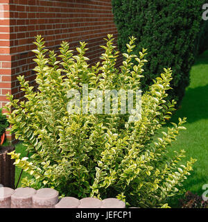 Ligustrum ovalifolium Aureum, Ligustrum ovalifolium 'Aureum' Stock Photo