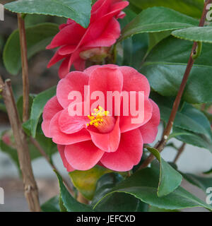 Camellia, Camellia reticulata of Mary William , Kamelie (Camellia reticulata 'Mary Williams') Stock Photo