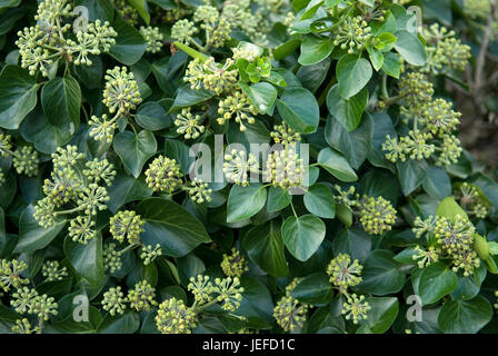 Shrub ivy, Hedera helix Arbori Compact , Strauch-Efeu (Hedera helix 'Arbori Compact') Stock Photo