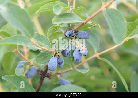 May berry, Lonicera caerulea var. kamtschatica , Maibeere (Lonicera caerulea var. kamtschatica) Stock Photo