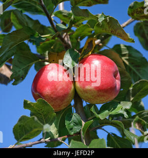 Apple, Malus domestica Gascoynes of scarlet , Apfel (Malus domestica 'Gascoynes Scharlachroter') Stock Photo