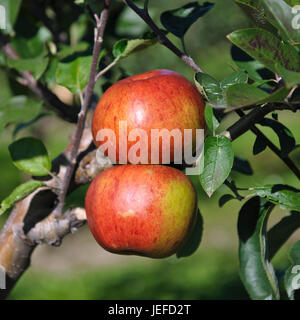Apple, Malus domestica Hauxapfel , Apfel (Malus domestica 'Hauxapfel') Stock Photo