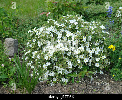 Finger shrub, Potentilla fruticosa Abbotswood , Fingerstrauch (Potentilla fruticosa 'Abbotswood') Stock Photo