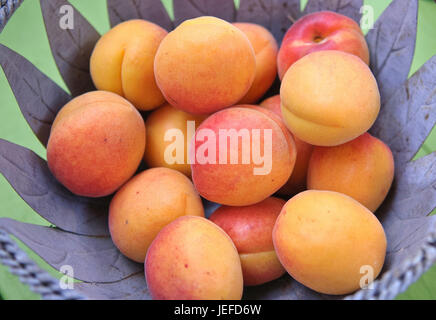 Apricot scarfs, Prunus armeniaca Bergeron , Aprikosen-Schale (Prunus armeniaca 'Bergeron') Stock Photo