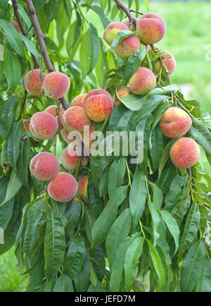 Peach, Prunus persica pilot , Pfirsich (Prunus persica 'Pilot') Stock Photo
