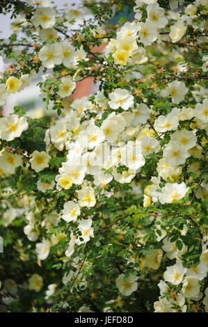 Chinese golden rose, Rose hugonis , Chinesische Goldrose (Rosa hugonis) Stock Photo