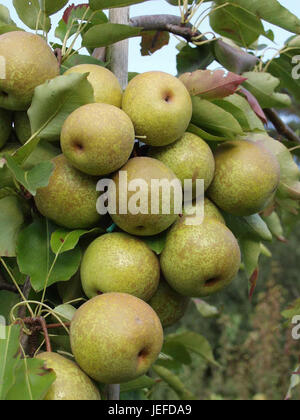 asia-pear-pyrus-pyrifolia-wan-
