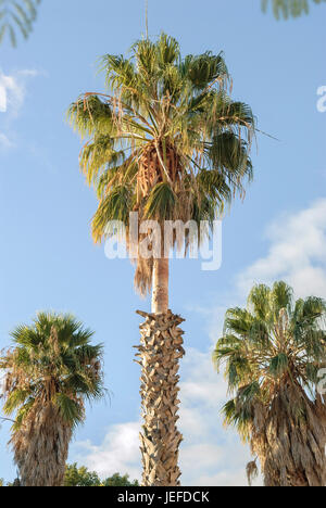 Mexican Washington palm, Washingtonia robusta , Mexikanische Washingtonpalme (Washingtonia robusta) Stock Photo