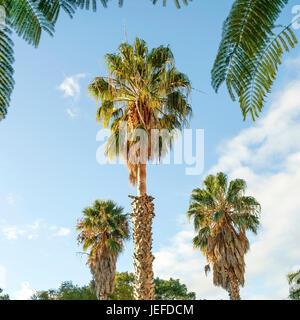 Mexican Washington palm, Washingtonia robusta , Mexikanische Washingtonpalme (Washingtonia robusta) Stock Photo
