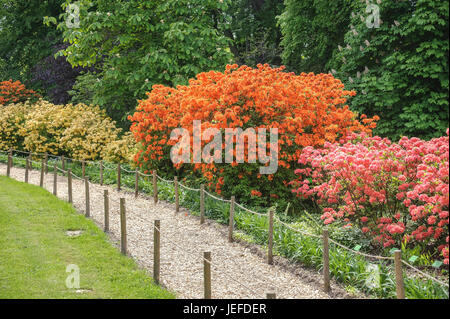 Knaphill azalea, rhododendron Golden Eagle, Knaphill azalea, rhododendron Homebush, Genter azalea, rhododendron Narcissiflora , Knaphill-Azalee (Rhodo Stock Photo