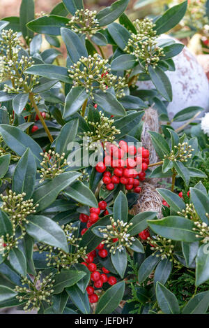 Skimmie, Skimmia japonica Red slide moon , Skimmie (Skimmia japonica 'Red Diamond') Stock Photo